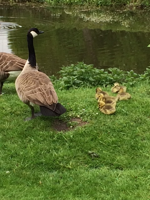 Wir haben Nachwuchs!